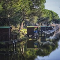 Im grünen kiefernwald