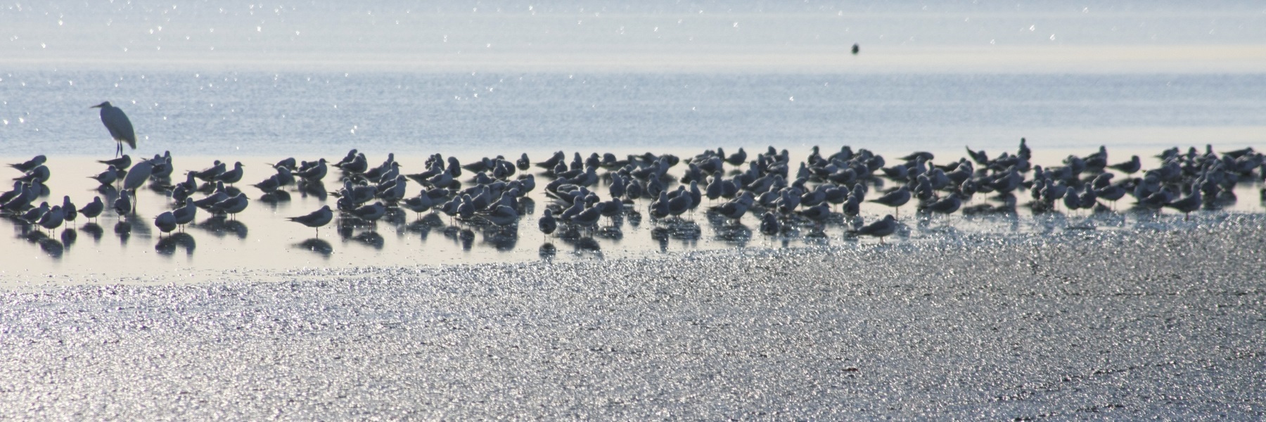 Vogelbeobachtung Von der Saline aus