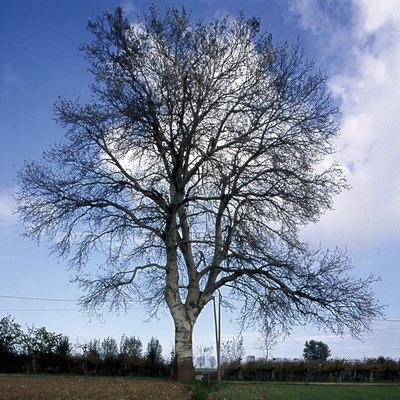 Monumentalbaum Weißpappel - Populus Alba