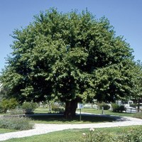 Monumentale Maulbeerbaum - Morus Alba
