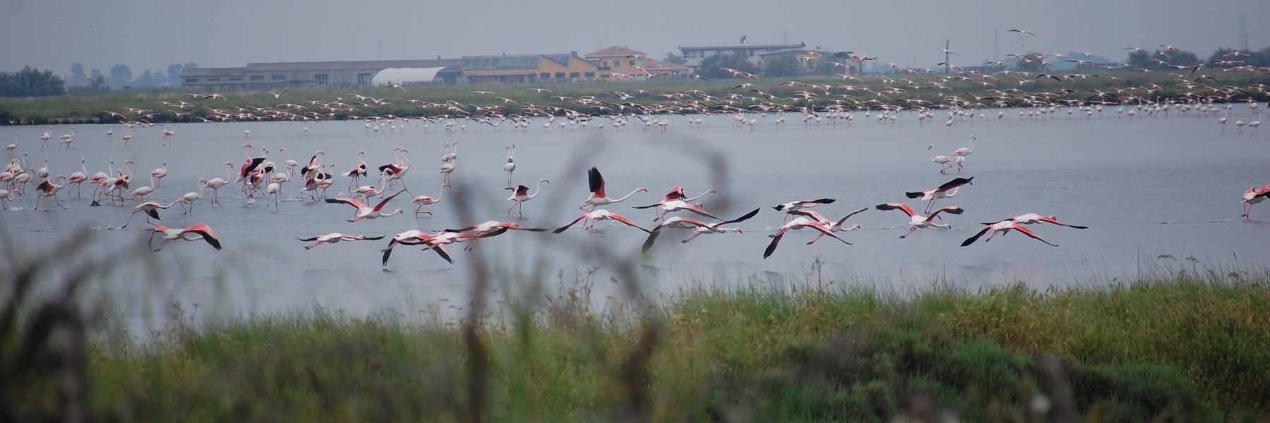 Birdwatching im Po Delta Park