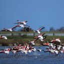 Birdwatching im Po Delta Park