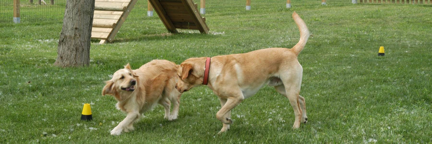 Dienstleistungen für Tiere