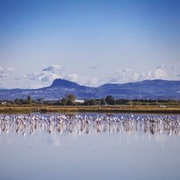 Life in colour in the salt pan