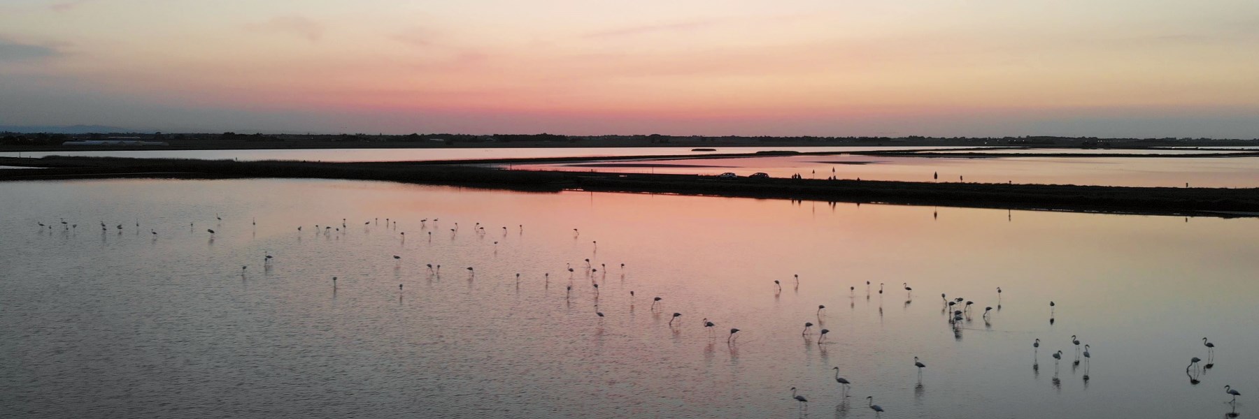 Life in colour in the salt pan