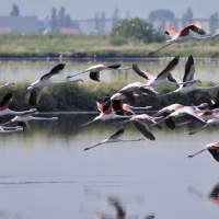 Birdwatching on the salt pan