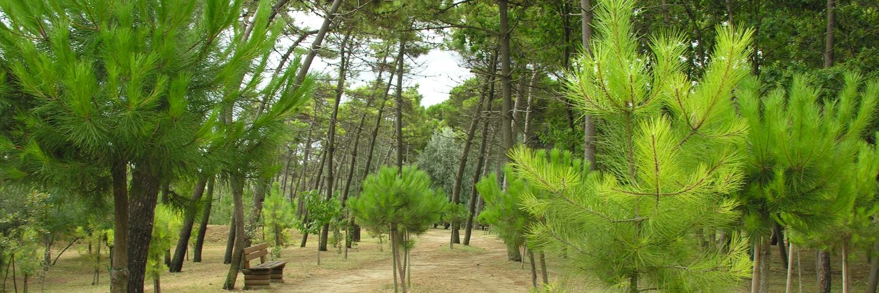 The Pinewood of Pinarella and Tagliata