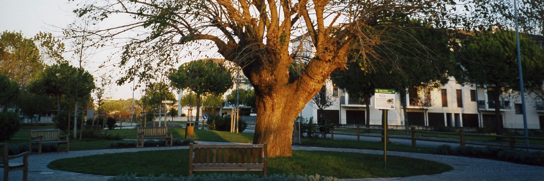 Monumental tree: mulberry - Morus Alba