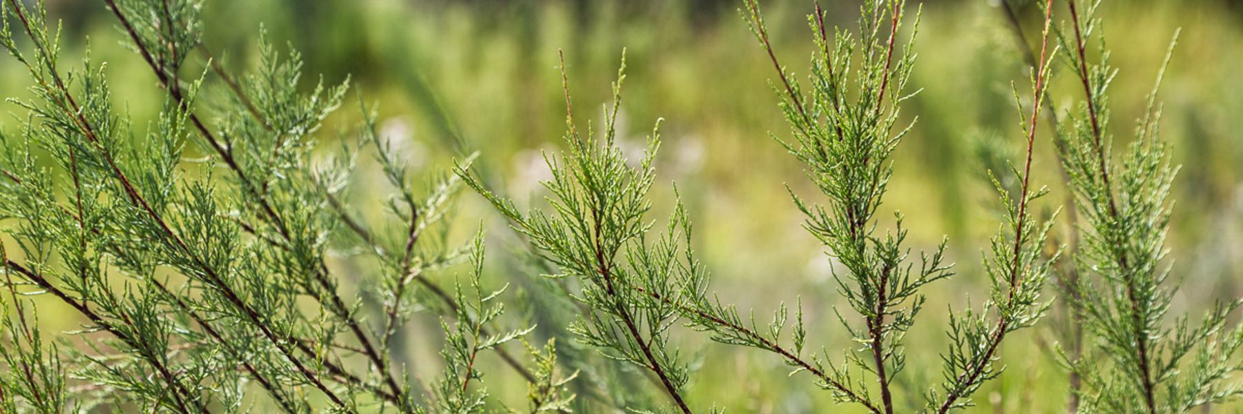 The Dune: an evolving natural environment