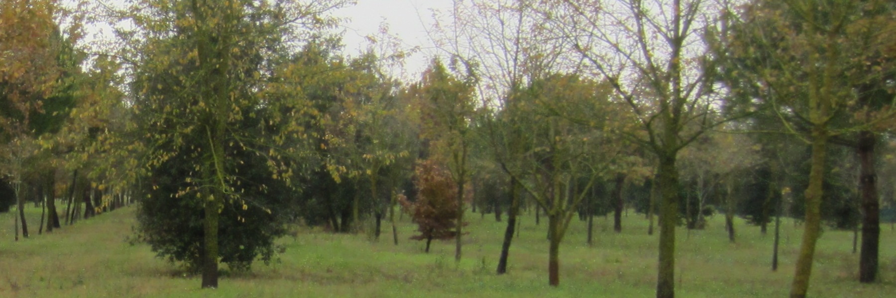 The wood of newborns in Cervia Milano Marittima 