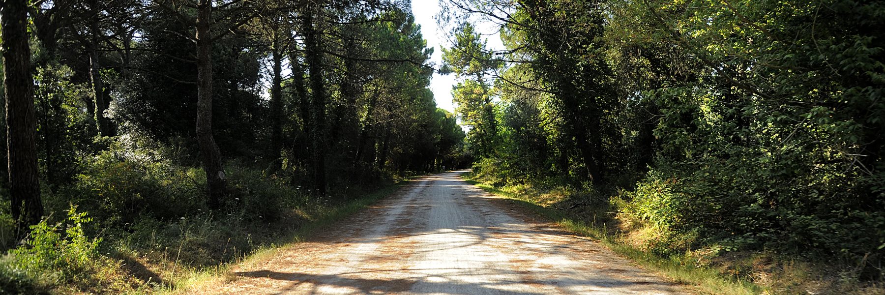 The pine forest of Cervia and Milano Marittima