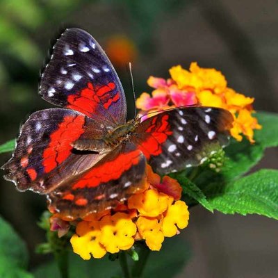 First fly of the newborn butterflies