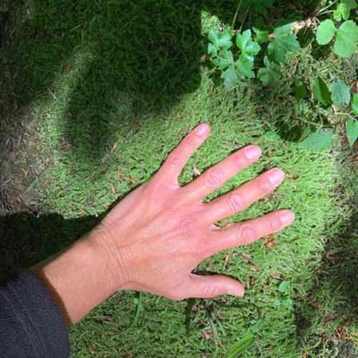 Forest Bathing, an experience in contact with nature