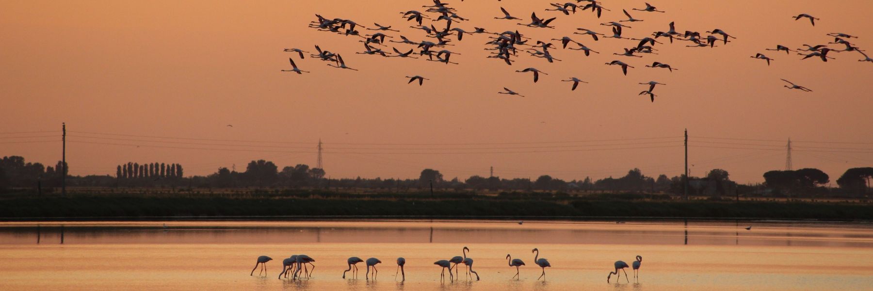 By boat in search of flamingos 