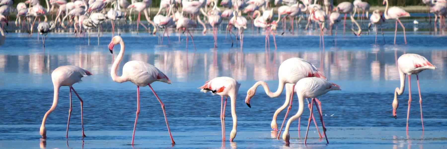 Musa meets Nature, Biodiversity and Salt