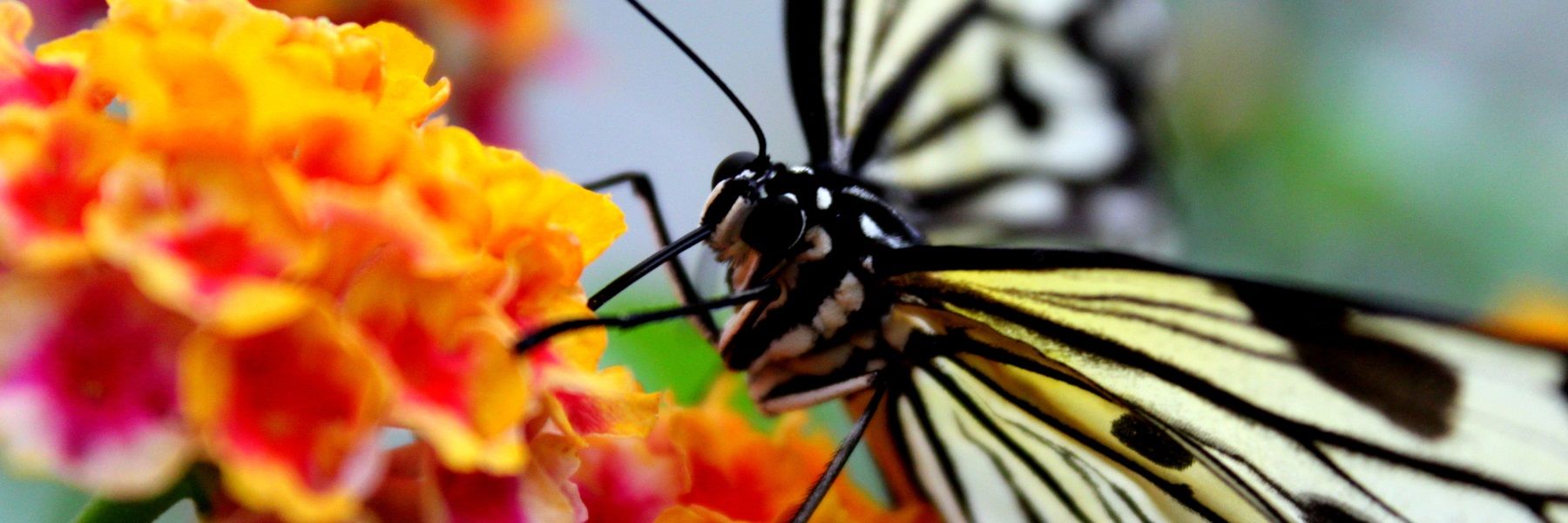 Opening party at the Butterfly House