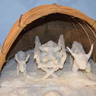Musa nativity scenes