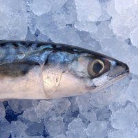 Mackerel fillets with vinegar and onion