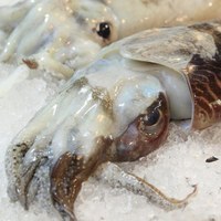 Romagna-style cuttlefish with cannellini beans