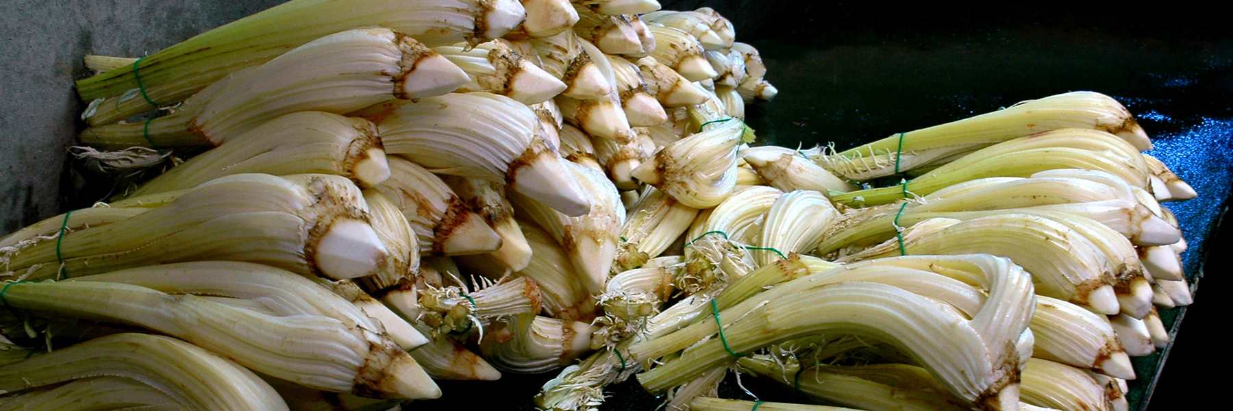 The Cervia sweet cardoon