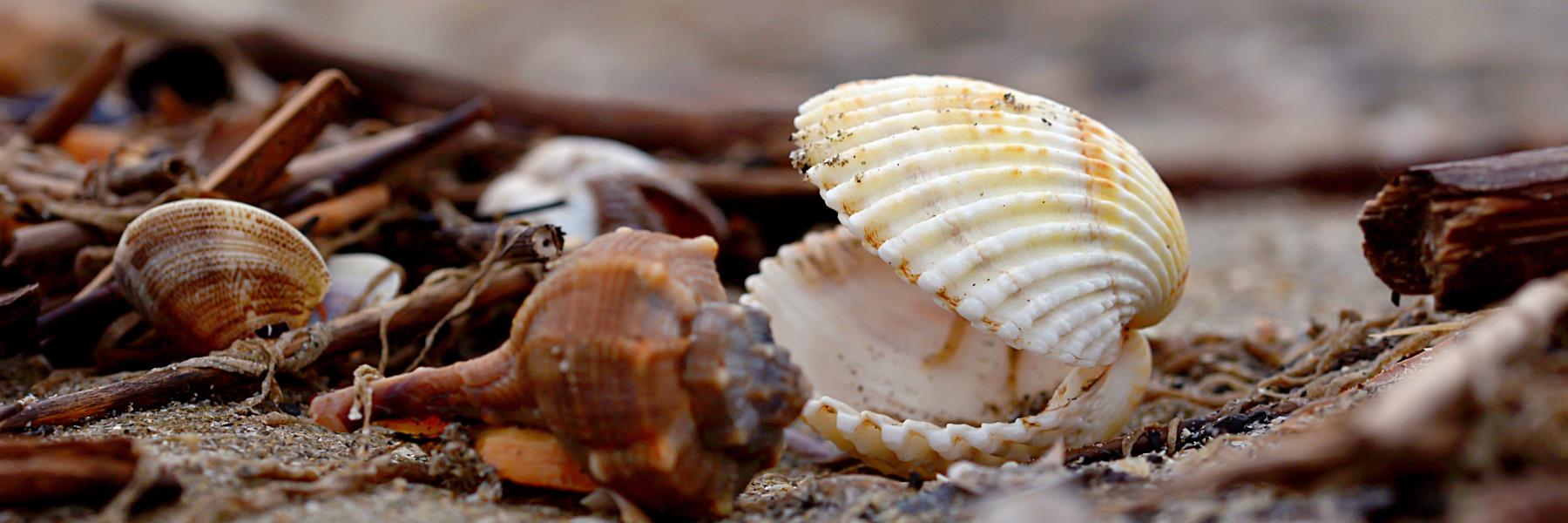 2 - Collect seashells