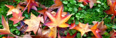 Foliage d'automne