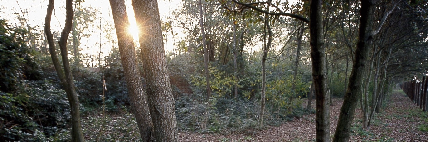 Bois du Duc d'Altemps 