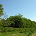 Bois du Duc d'Altemps 