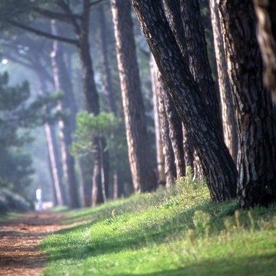 Les disciplines des activités dans la pinède