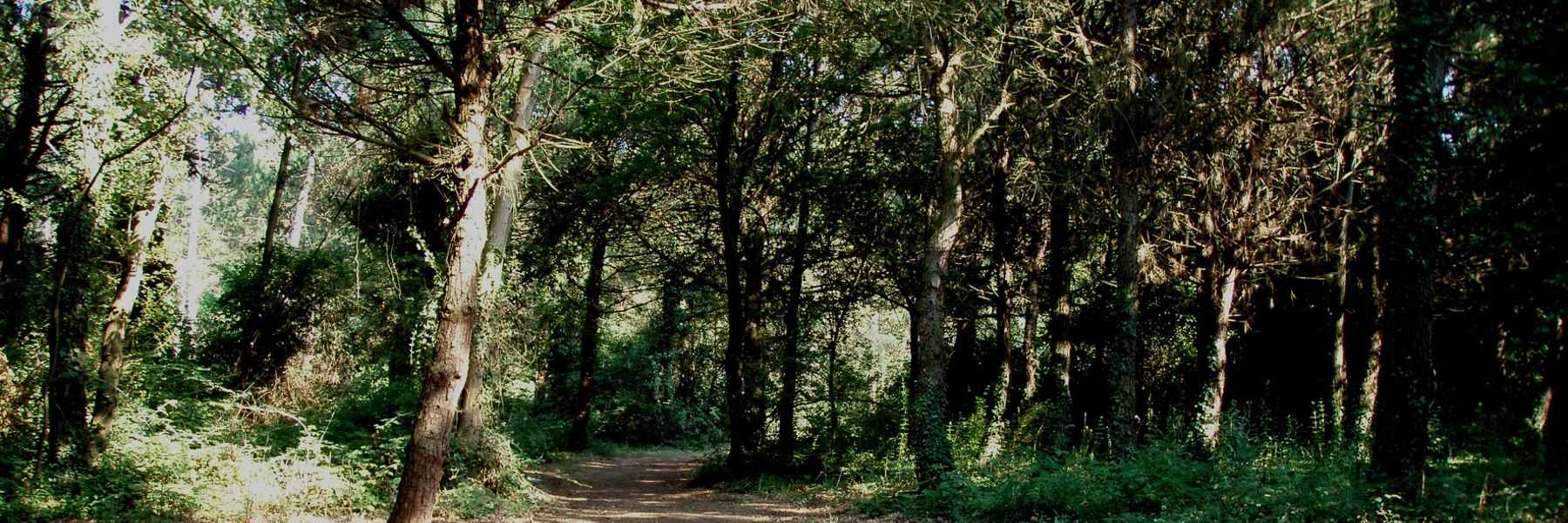 3-Une promenade dans la forêt de pins
