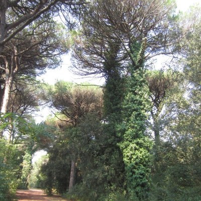 Con la testa all'ombra