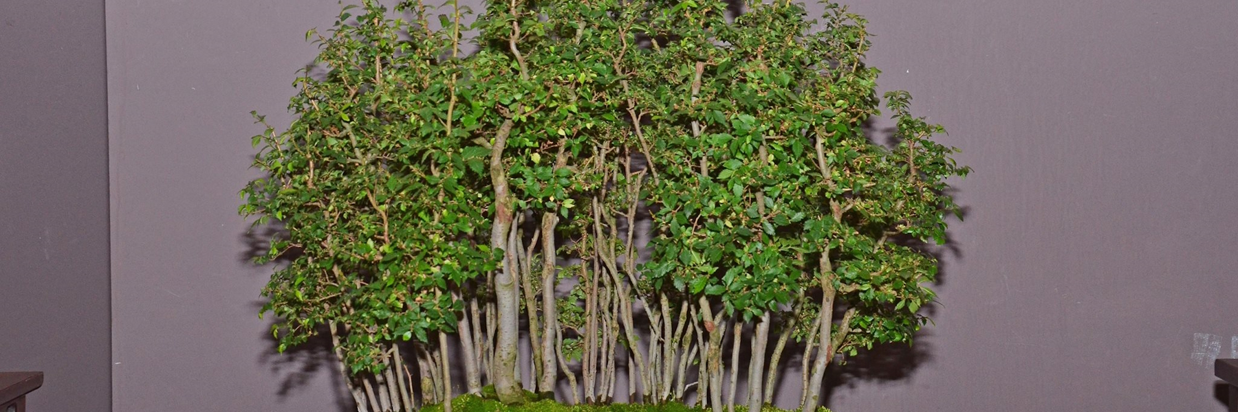 Primavera Bonsai