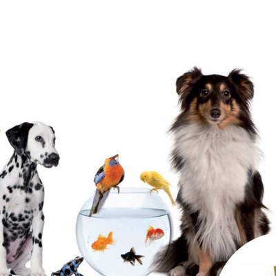 Festa degli animali