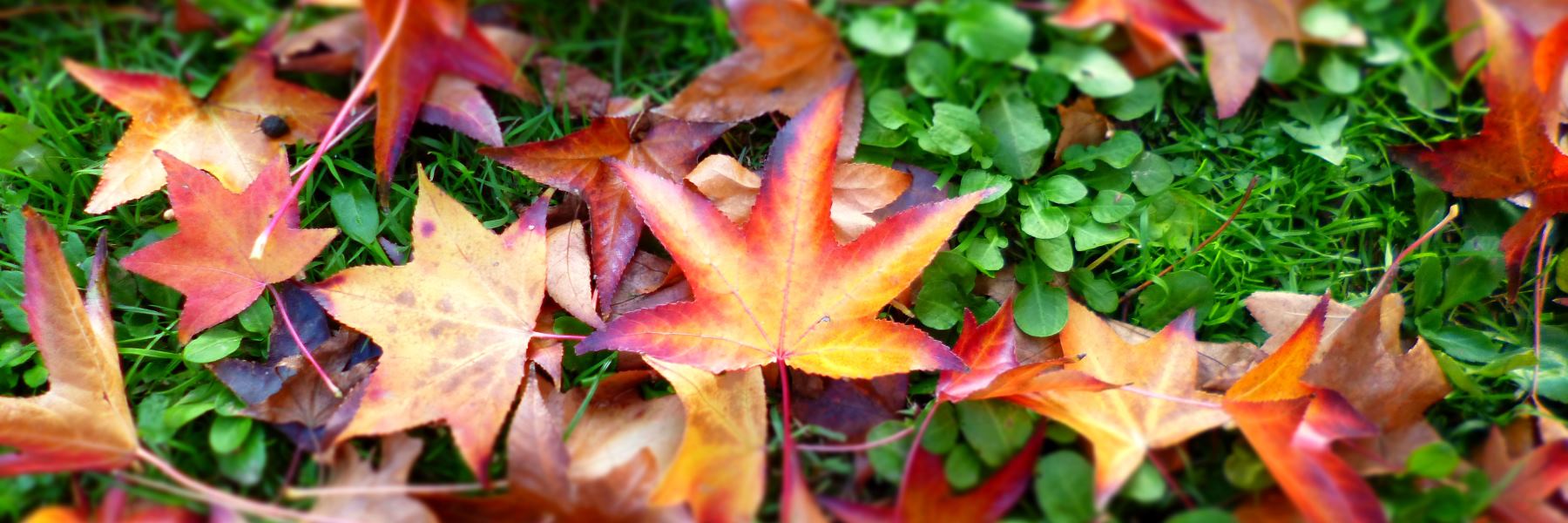 1- 5 Cose da fare in autunno