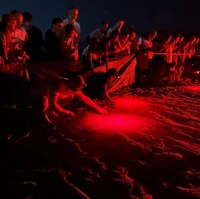 81 piccole tartarughe nate sulla spiaggia di Milano Marittima