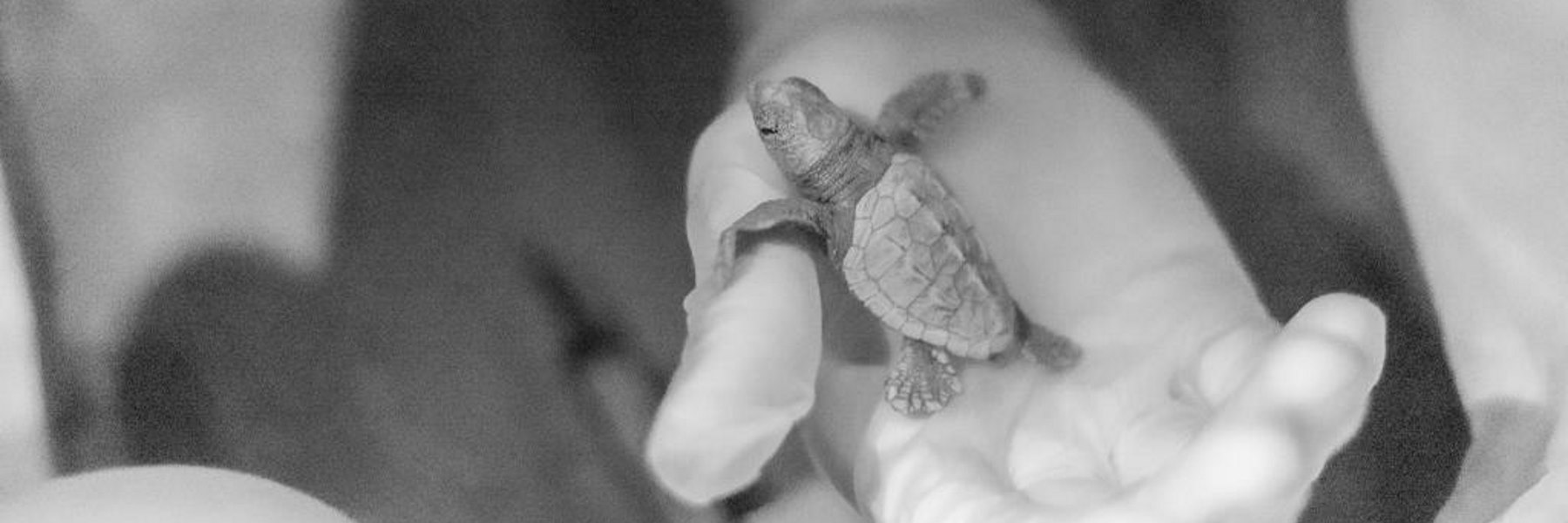 81 piccole tartarughe nate sulla spiaggia di Milano Marittima