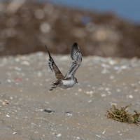  I giovani fratini di Pinarella di Cervia hanno iniziato a volare!