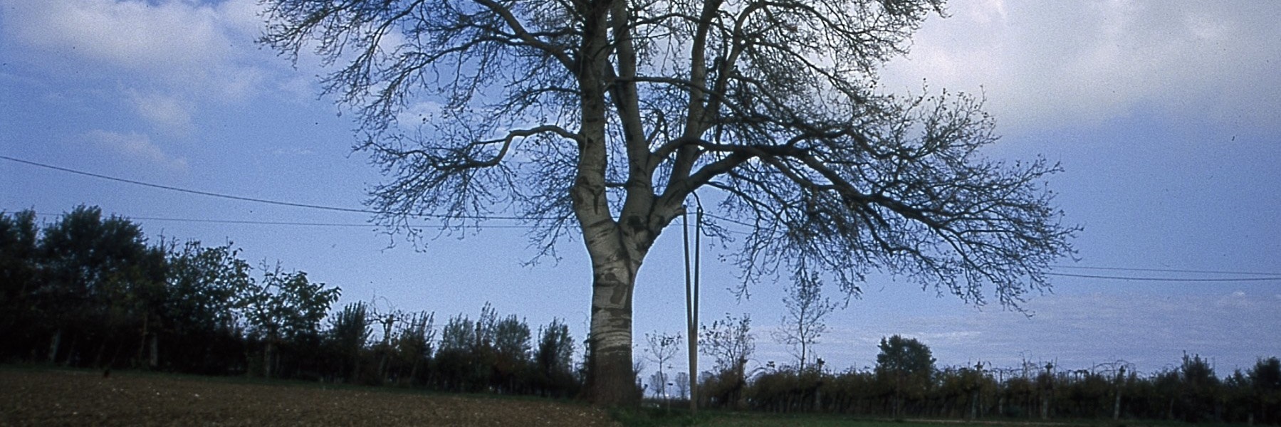 L'alba cielo su un campo coperto di gelo con una linea di alberi di pioppo  all'orizzonte. Cielo perlopiù chiaro con alcune macchie di tipo cirrus  nuvole. Campagna del Kent in Inghilterra. Inverno