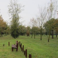 Bosco dei nuovi nati a Cervia Milano Marittima