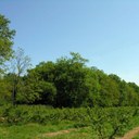 Bosco del Duca d'Altemps a Castiglione di Cervia