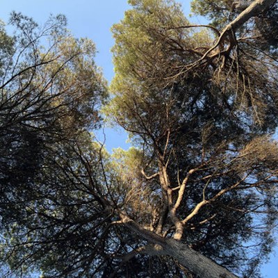 Forest Bathing al Parco Naturale 