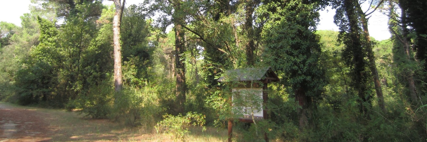 Passeggiate naturalistiche in pineta