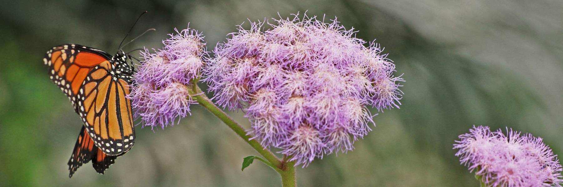 La natura che ci circonda