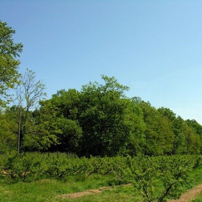 Visite guidate al Bosco del Duca D'Altemps